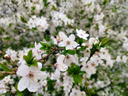Blooming apricot cherry peach in early spring .Sugar smell of flowersの写真素材