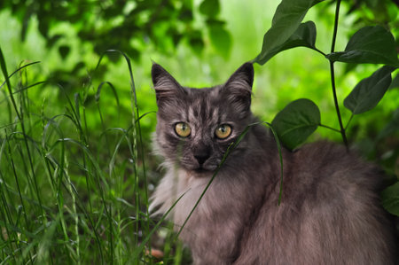 Portrait of fluffy cat hiding in the greeneryの写真素材