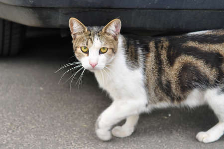 Homeless cat walking in the garden in summerの写真素材
