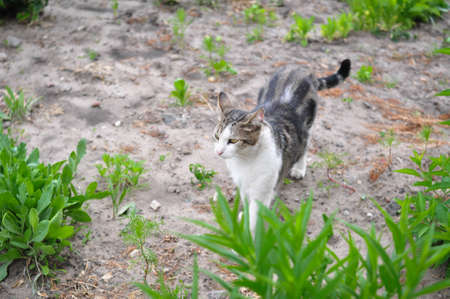 Homeless cat walking in the garden in summerの写真素材