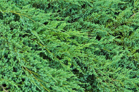 Evergreen spruce tree texture, winter wallpaper and backgroundの写真素材