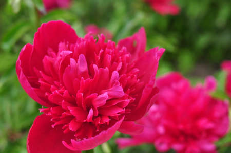 Blooming of peonies bushes in the garden in summer.Natural background copy spaceの写真素材