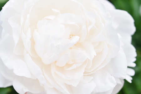 Blooming of peonies bushes in the garden in summer.Natural background copy spaceの写真素材