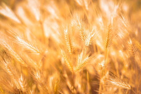 Ears of wheat in the field .Golden sunset wallpaper and background.の写真素材