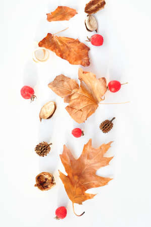 autumn leaves composition on white backgroundの写真素材