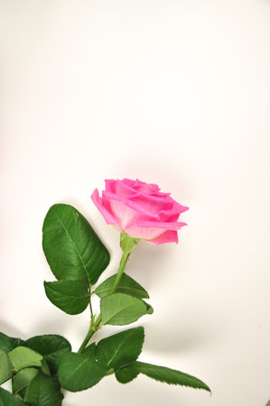 One pink rose on white background copy spaceの写真素材