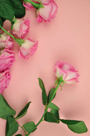 Bouquet of roses on pink background copy spaceの写真素材