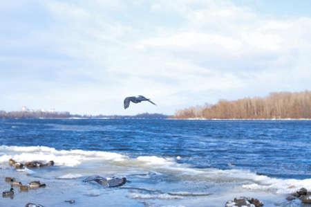 Birds flying in blue cloudy sky copy space Backgroundの写真素材
