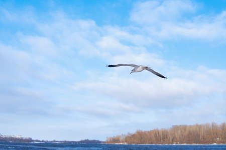 Birds flying in blue cloudy sky copy space Backgroundの写真素材