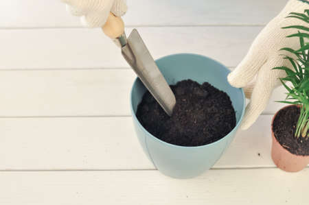 Transplantation of Green chamaedorea at home, House plants . High quality photo