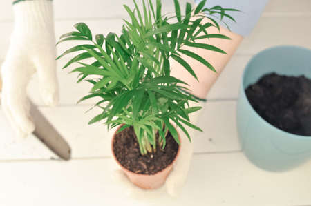 Transplantation of Green chamaedorea at home, House plants . High quality photoの写真素材