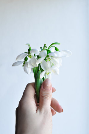 Bouquet of first snowdrops on white background . High quality photoの写真素材