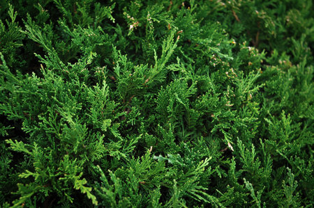 Evergreen Christmas tree background and wallpaper copy space. High quality photoの写真素材