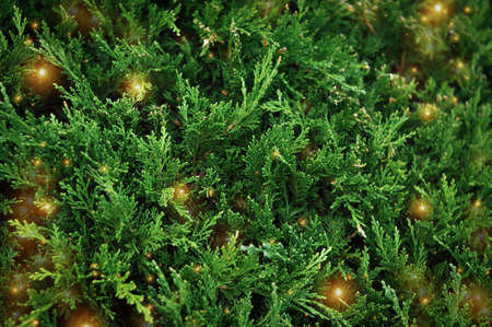 Evergreen Christmas tree background and wallpaper copy space. High quality photoの写真素材