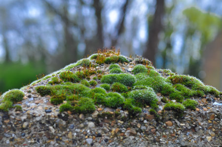 Green wet moss on the Beton surface outside . High quality photoの写真素材