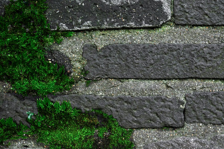 Green wet moss on the Beton surface outside . High quality photo