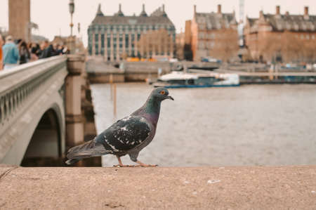 Pigeon walking around London bridge in Great Britain . High quality photoの写真素材