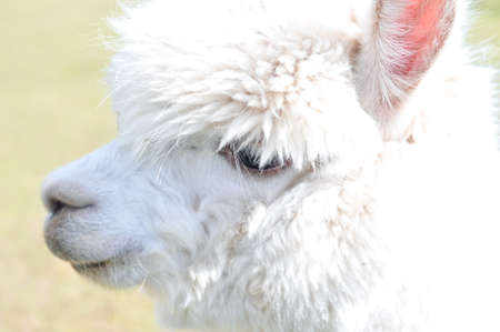 White curly lama walking on the farm . High quality photoの写真素材