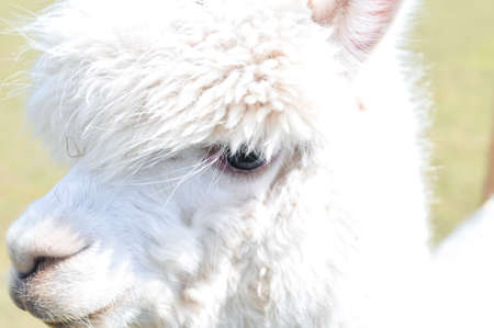 White curly lama walking on the farm . High quality photoの写真素材