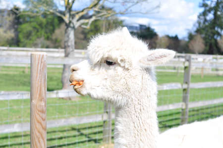 White curly lama walking on the farm . High quality photoの写真素材