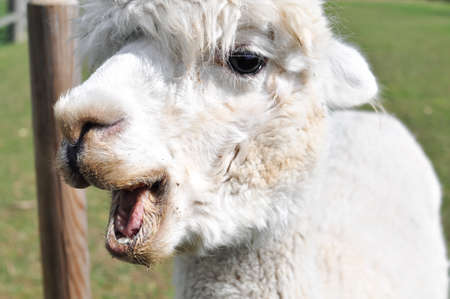 White curly lama walking on the farm . High quality photo
