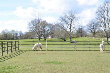 White curly lama walking on the farm . High quality photoの写真素材