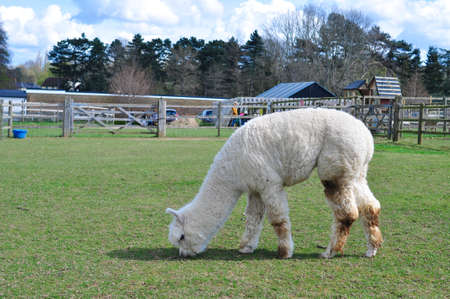 White curly lama walking on the farm . High quality photoの写真素材