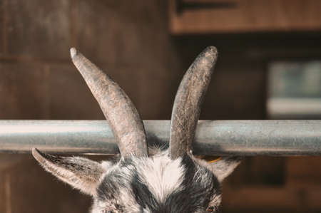 close-up of goat horns on a farm in village . High quality photoの写真素材