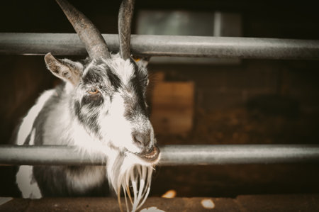The goat in cattle pen on the farm copy space . High quality photoの写真素材