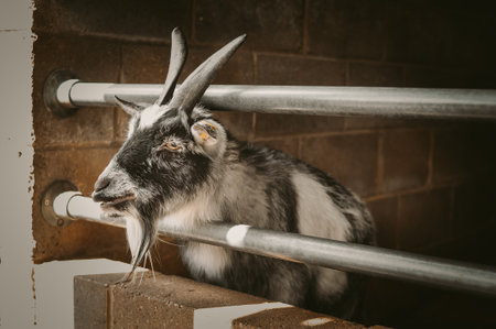 The goat in cattle pen on the farm copy space . High quality photoの写真素材