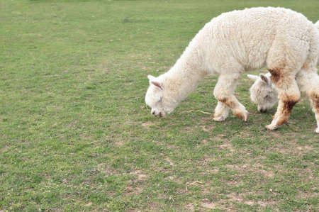 White curly lama grazing on the farm in spring . High quality photoの写真素材