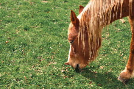 Horse gazing on the farm and eats green grass copy space . High quality photoの写真素材