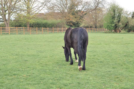 Horse gazing on the farm and eats green grass copy space . High quality photo