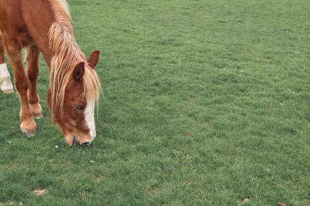 Horse grazing on farm and chewing green grass copy space . High quality photoの写真素材