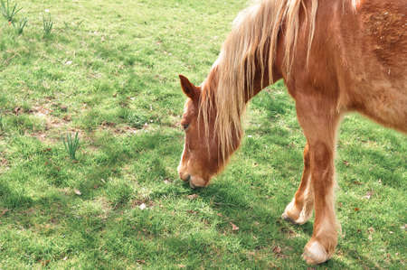 Horse grazing on farm and chewing green grass copy space . High quality photoの写真素材