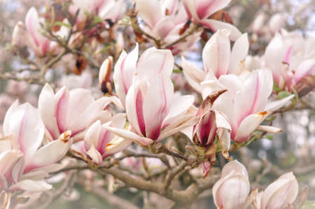 Close up of magnolia tree flowers background. Blooming branches of tree in spring .の写真素材