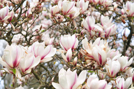 Close up of magnolia tree flowers background. Blooming branches of tree in spring .の写真素材