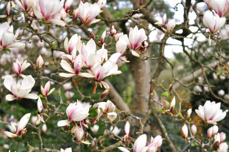 Close up of magnolia tree flowers background. Blooming branches of tree in spring .の写真素材
