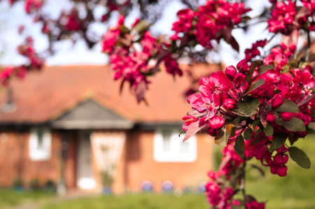 Blooming pink flowers tree and English house on background . High quality photoの写真素材