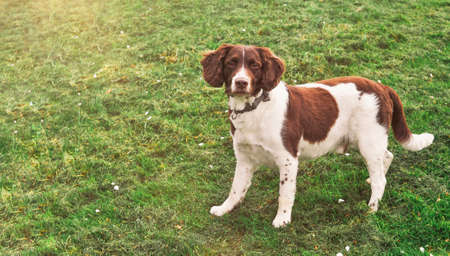 Portrait of Ginger dog stands and looks straight to camera on the green grass background .の写真素材