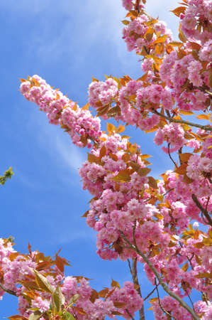Blooming branches with pink flowers on tree in spring on blue sky background.の写真素材
