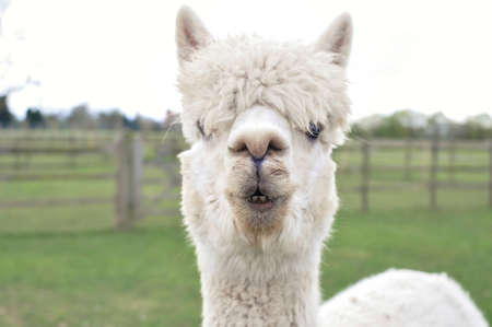 White curly lama grazing on the farm in spring . High quality photoの写真素材