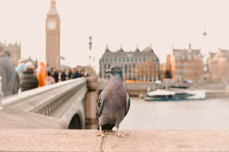 Pigeon walking around London bridge in Great Britain . High quality photoの写真素材