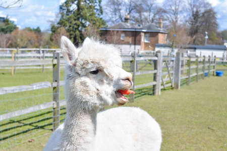 White curly lama walking on the farm . High quality photoの写真素材