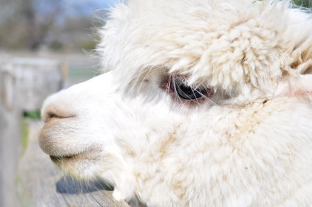 White curly lama walking on the farm . High quality photoの写真素材