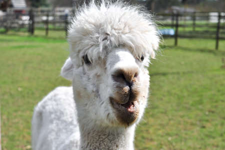 White curly lama walking on the farm . High quality photoの写真素材