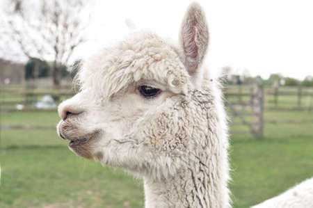 White curly lama grazing on the farm in spring . High quality photoの写真素材