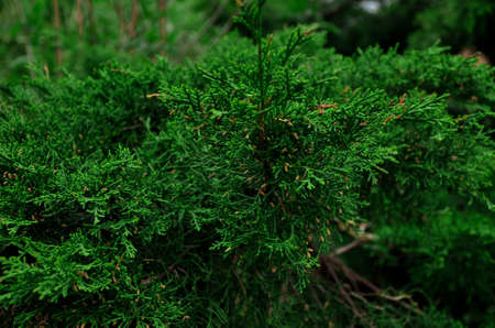 Evergreen pine tree natural wallpaper and background copy space. High quality photoの写真素材
