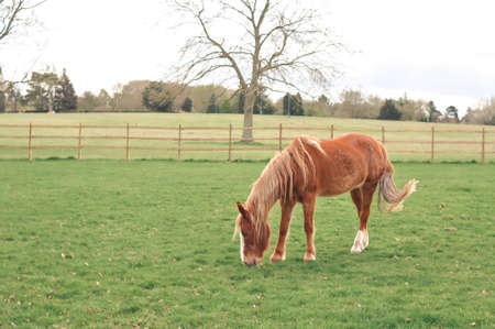 Horse gazing on the farm and eats green grass copy space . High quality photoの写真素材