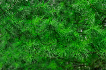Evergreen pine tree natural wallpaper and background copy space. High quality photoの写真素材